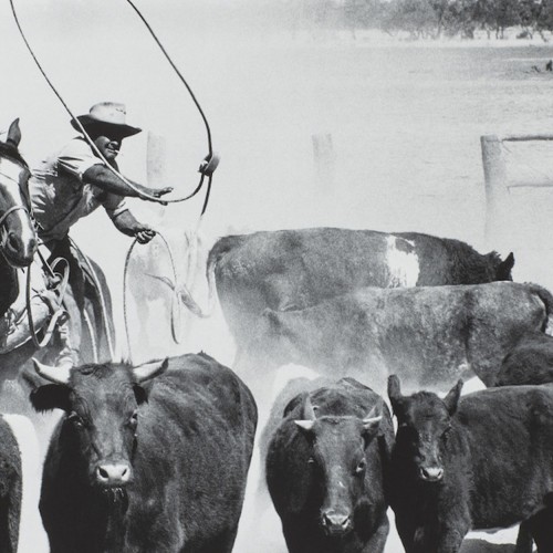 Aboriginal stockman lassoing cattle at Marion Downs Station, 1960's, Peter Knowles Ringers collection of Photographs, John Oxley Library, State Library of Queensland. Image number: 32860-0001-0010.